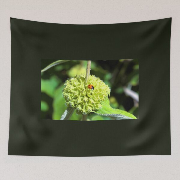Item preview, Ladybird on green plant photograph designed and sold by Natimo-Studio.