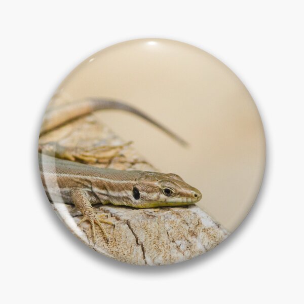 Item preview, Brown Lizard Sunbathing on Weathered Wood Log in Warm Natural Habitat designed and sold by Nmallia.