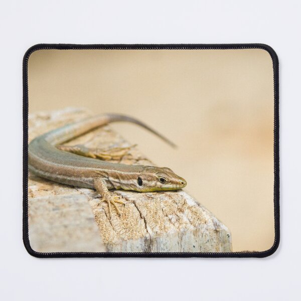 Item preview, Brown Lizard Sunbathing on Weathered Wood Log in Warm Natural Habitat designed and sold by Nmallia.