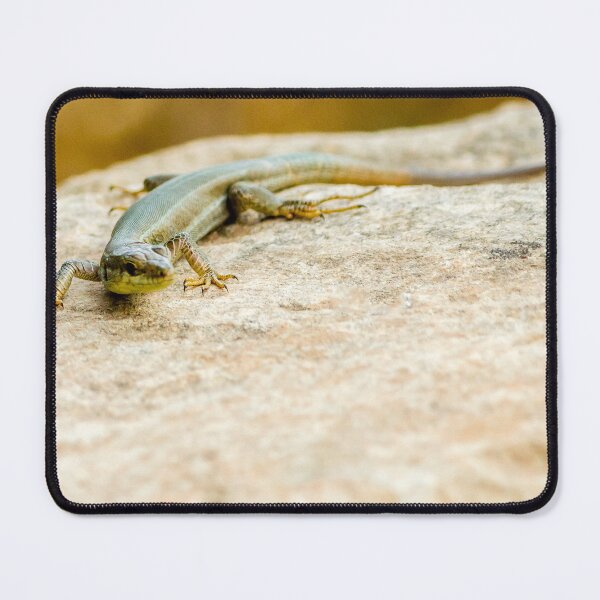 Item preview, Brown Lizard Sunbathing on Weathered Wood Log in Warm Natural Habitat designed and sold by Nmallia.