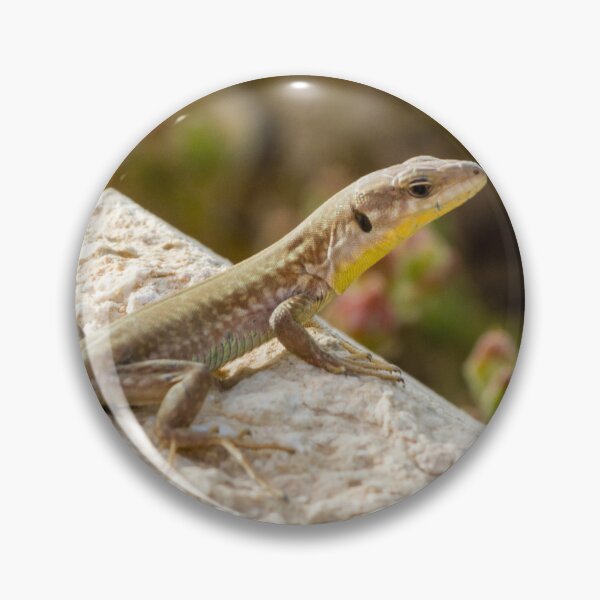 Item preview, Brown Lizard Sunbathing on Weathered Wood Log in Warm Natural Habitat designed and sold by Nmallia.