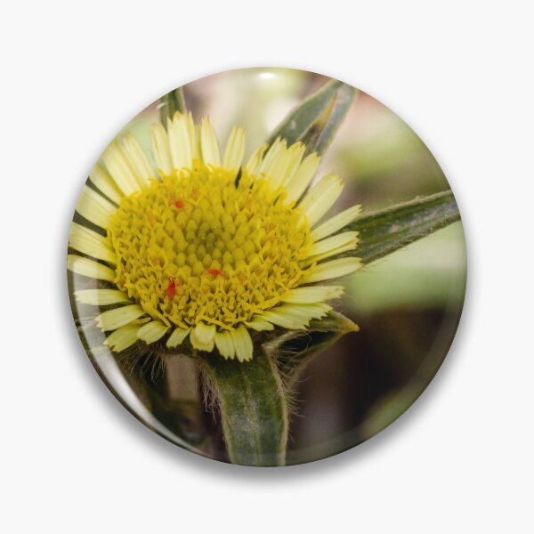 Item preview, Close-Up Yellow Wildflower Macro With Textured Central Disk And Green Bracts In Nature designed and sold by Nmallia.