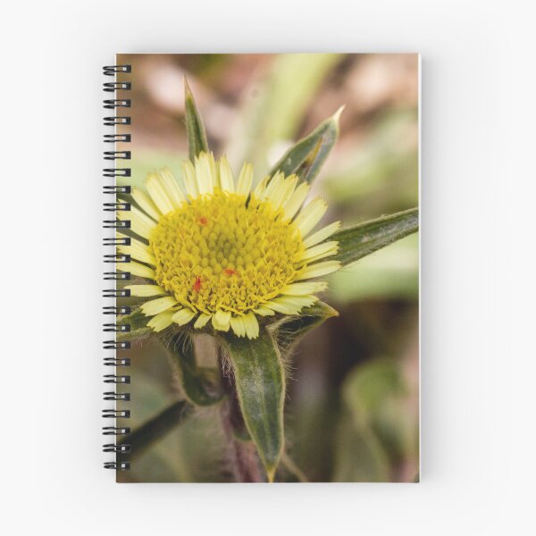 Item preview, Close-Up Yellow Wildflower Macro With Textured Central Disk And Green Bracts In Nature designed and sold by Nmallia.