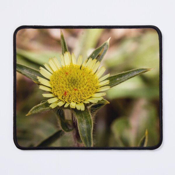 Item preview, Close-Up Yellow Wildflower Macro With Textured Central Disk And Green Bracts In Nature designed and sold by Nmallia.