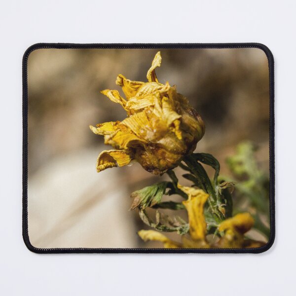 Item preview, Wilting Yellow Wildflower Macro Close-Up Showing Dried Petals and Autumn Decay in Nature designed and sold by Nmallia.