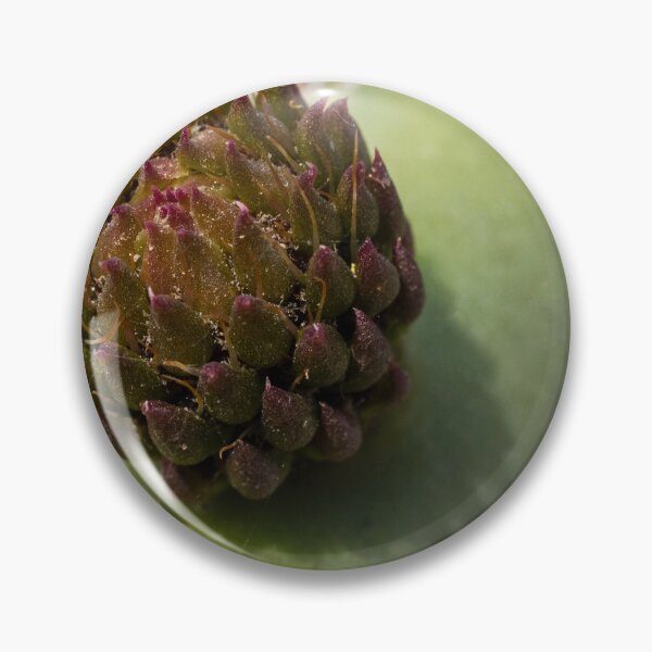Item preview, Macro Close-Up Of A Cactus Bud On A Green Succulent Pad With Purple Tipped Growth designed and sold by Nmallia.