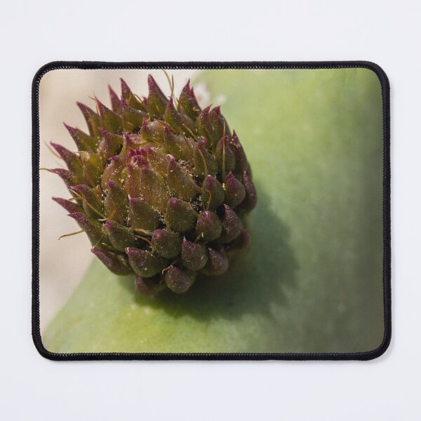 Item preview, Macro Close-Up Of A Cactus Bud On A Green Succulent Pad With Purple Tipped Growth designed and sold by Nmallia.