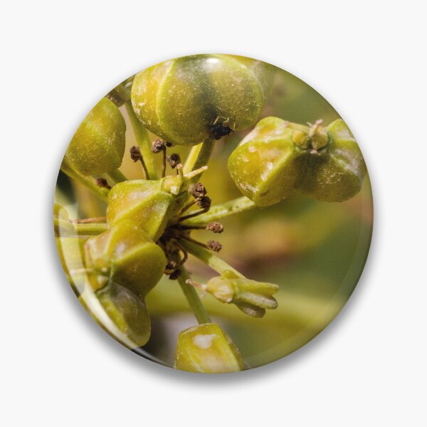 Item preview, Close-Up Of Green Fennel Seed Pods On Umbel Cluster Macro Botanical Photo For Culinary And Herbal Use designed and sold by Nmallia.