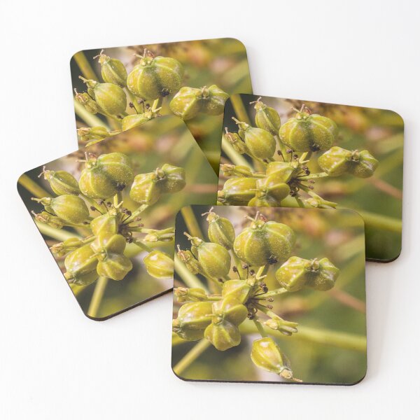 Item preview, Close-Up Of Green Fennel Seed Pods On Umbel Cluster Macro Botanical Photo For Culinary And Herbal Use designed and sold by Nmallia.