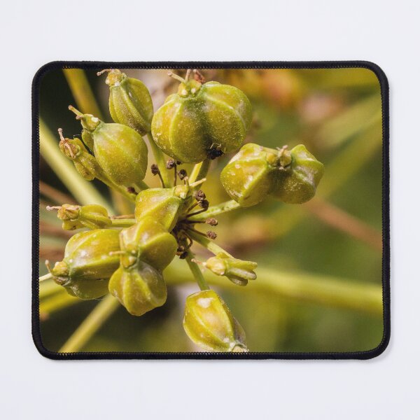 Item preview, Close-Up Of Green Fennel Seed Pods On Umbel Cluster Macro Botanical Photo For Culinary And Herbal Use designed and sold by Nmallia.