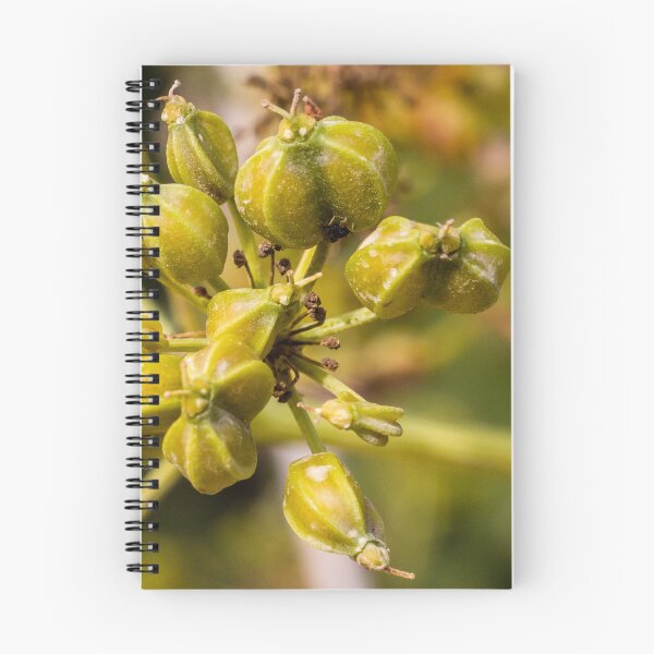 Item preview, Close-Up Of Green Fennel Seed Pods On Umbel Cluster Macro Botanical Photo For Culinary And Herbal Use designed and sold by Nmallia.