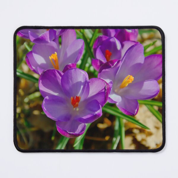 Item preview, Vibrant Cluster of Purple Crocus Flowers designed and sold by ShotsbyDesiree.