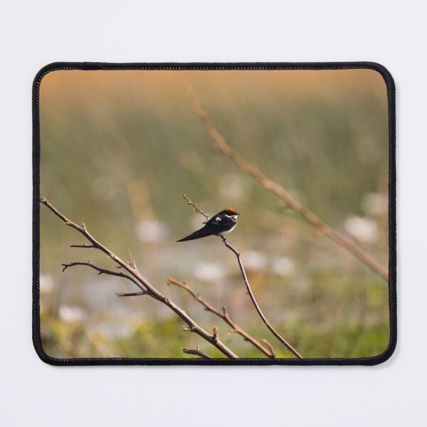 Item preview, Barn Swallow On a Branch designed and sold by Adrian Peacock Nature and Wildlife.