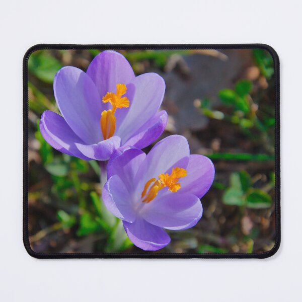 Item preview, Beautiful Pair of Purple Crocus Flowers designed and sold by ShotsbyDesiree.