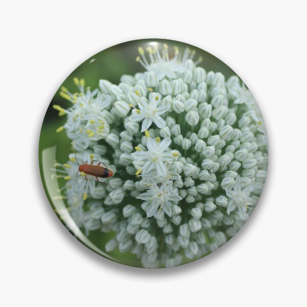Item preview, White allium flower with red bettles macro - Soft nature photography designed and sold by Cha-s-lens.