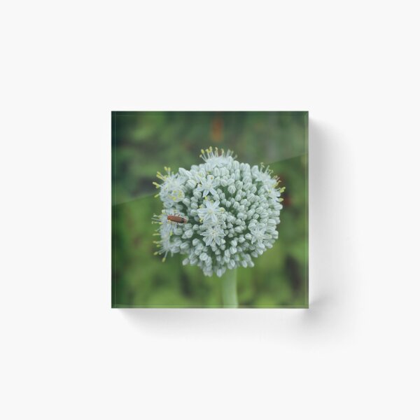 Item preview, White allium flower with red bettles macro - Soft nature photography designed and sold by Cha-s-lens.