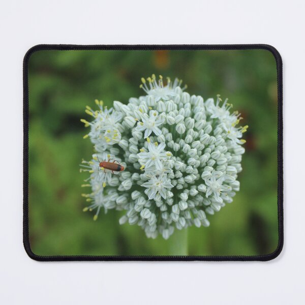 Item preview, White allium flower with red bettles macro - Soft nature photography designed and sold by Cha-s-lens.