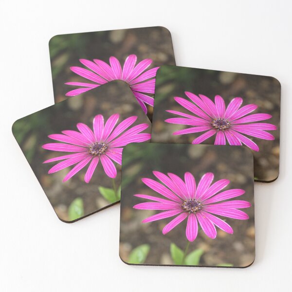Item preview, Bright pink daisy bloom | Vibrant floral nature photography designed and sold by Cha-s-lens.