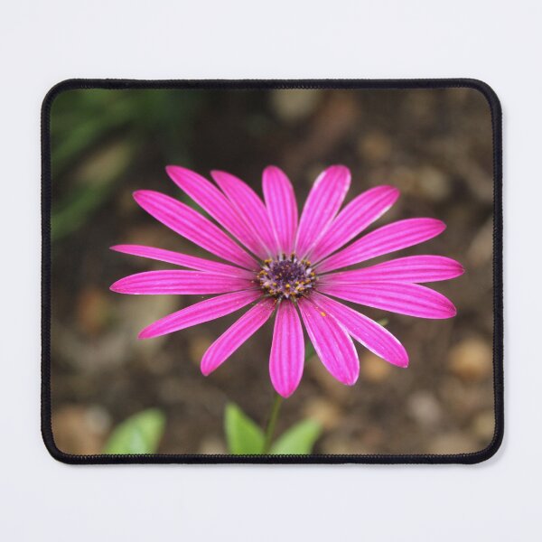 Item preview, Bright pink daisy bloom | Vibrant floral nature photography designed and sold by Cha-s-lens.