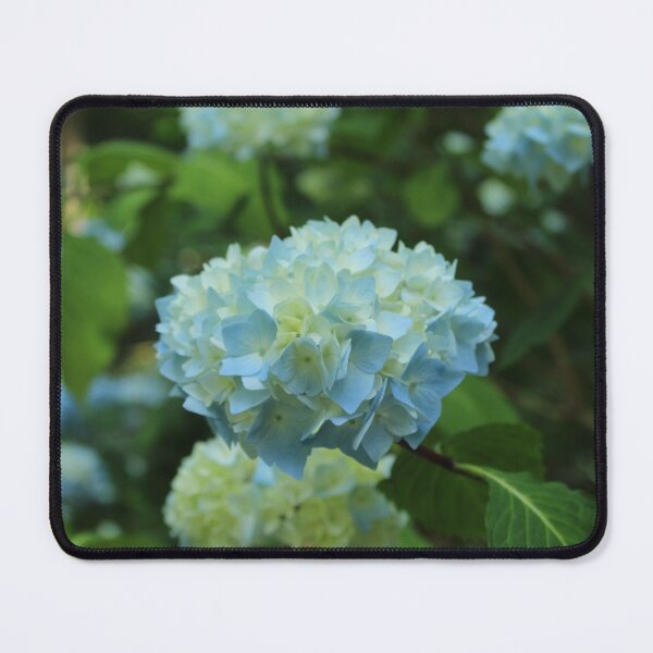 Item preview, Soft blue hydrangea blossom | Peaceful botanical photography designed and sold by Cha-s-lens.