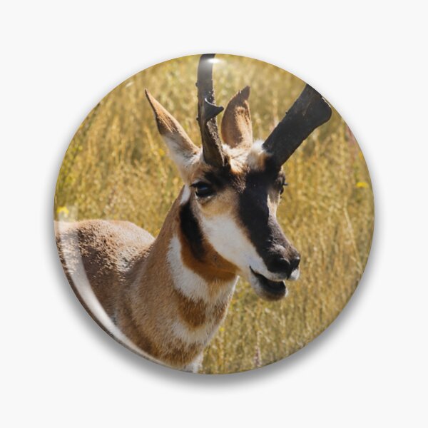 Item preview, Golden Prairie Sentinel – Pronghorn Wildlife Portrait designed and sold by Kimberly Palmer.