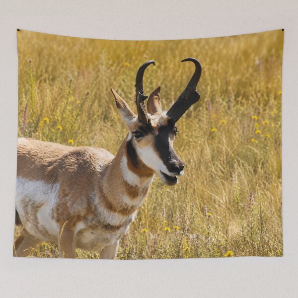 Item preview, Golden Prairie Sentinel – Pronghorn Wildlife Portrait designed and sold by Kimberly Palmer.