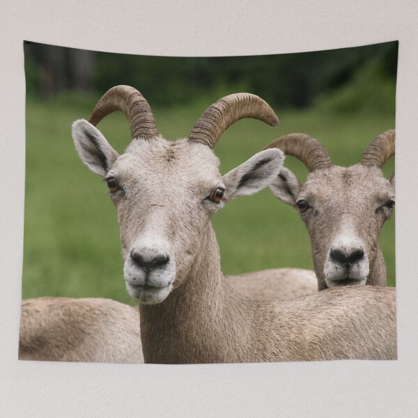 Item preview, Curious Bighorn Sheep Portrait designed and sold by Kimberly Palmer.
