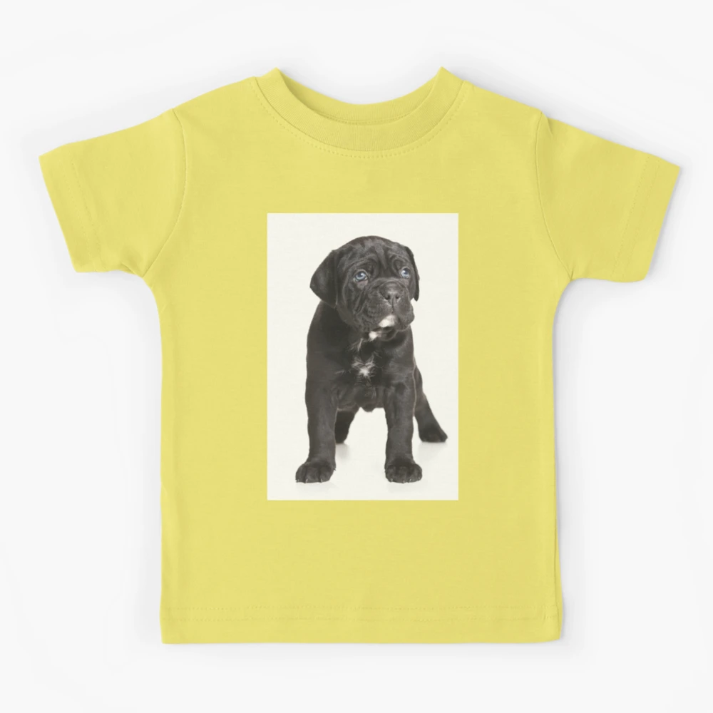 Black Cane Corso puppy