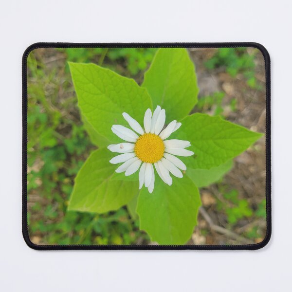 Item preview, English Daisy designed and sold by Lunar Bound Imagery .