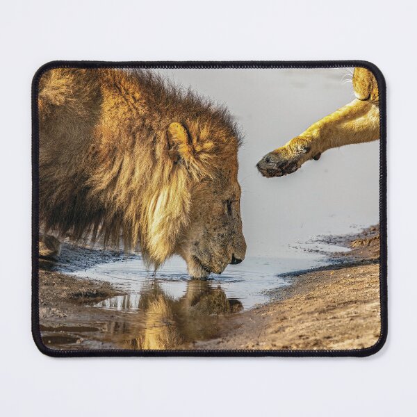 Item preview, Lion Affection designed and sold by Kay Brewer.