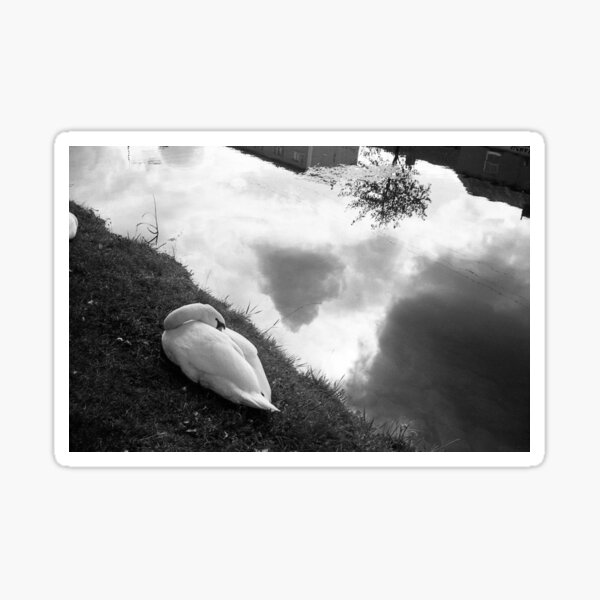 Swan dreams, Dublin Sticker