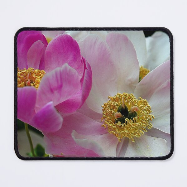 Item preview, Chinese Peony Beauties! designed and sold by BostonArcImage.