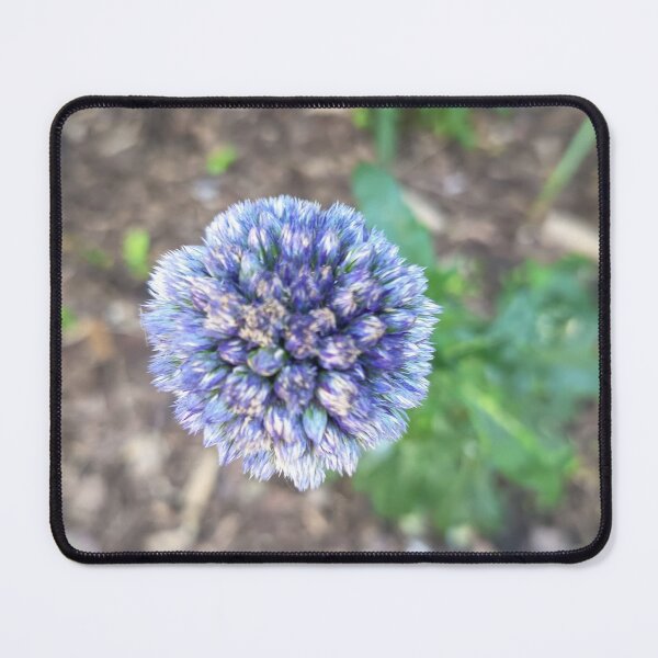 Item preview, Blue Globe Thistle Flower Close Up in Bloom with Natural Garden Background designed and sold by PhuongVoArt.
