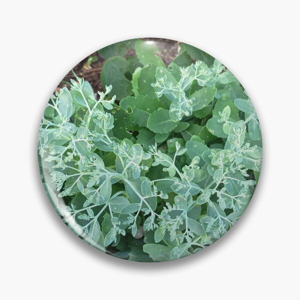 Artikelvorschau, Green Sedum Plant with Fresh Foliage in a Garden Close Up entworfen und verkauft von PhuongVoArt.