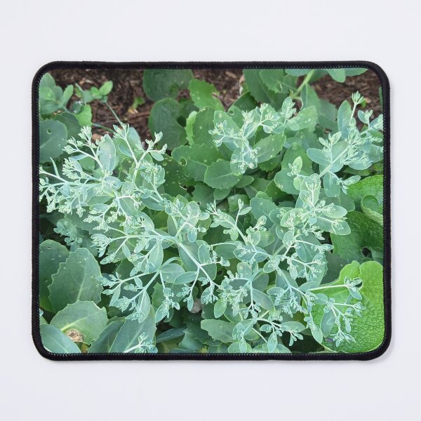 Item preview, Green Sedum Plant with Fresh Foliage in a Garden Close Up designed and sold by PhuongVoArt.