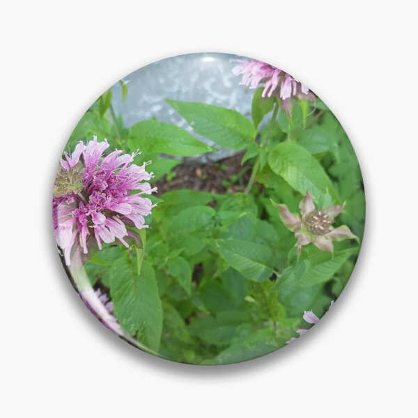 Item preview, Pink Bee Balm Flowers Blooming in a Summer Garden designed and sold by PhuongVoArt.