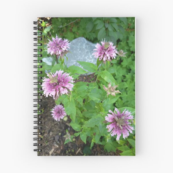 Item preview, Pink Bee Balm Flowers Blooming in a Summer Garden designed and sold by PhuongVoArt.