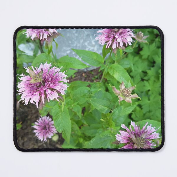Item preview, Pink Bee Balm Flowers Blooming in a Summer Garden designed and sold by PhuongVoArt.