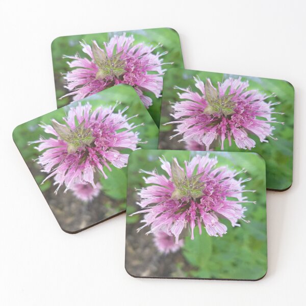 Item preview, Pink Bee Balm Flower Close Up with Soft Green Background designed and sold by PhuongVoArt.