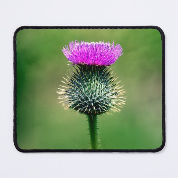 Item preview, Scottish Thistle designed and sold by Tom McPherson Photography.