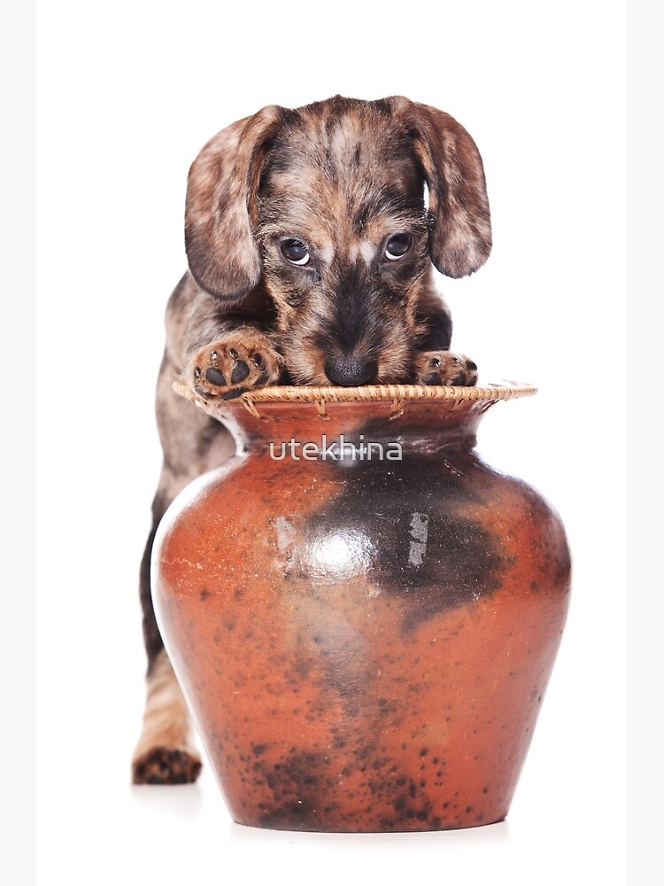 dachshund vase