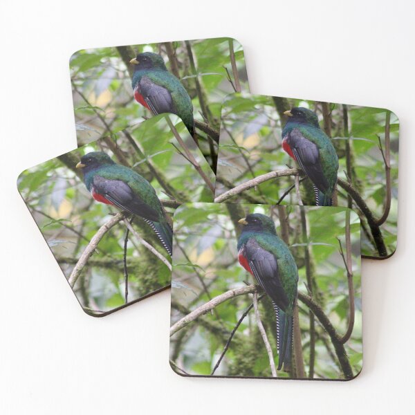 Item preview, Collared Trogon designed and sold by CrownedCraneCreations.