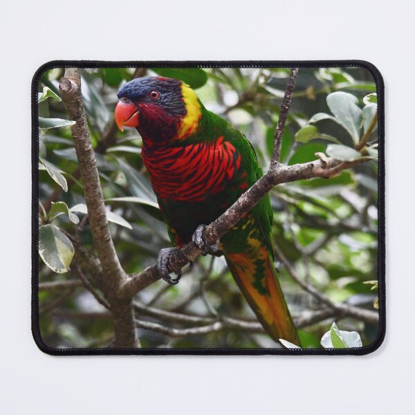 Item preview, Coconut Lorikeet in the Trees designed and sold by richardbryce.
