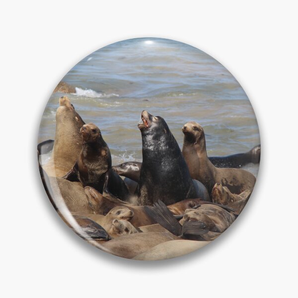 Item preview, California Sea Lions designed and sold by Sedgwick Nature Photography.