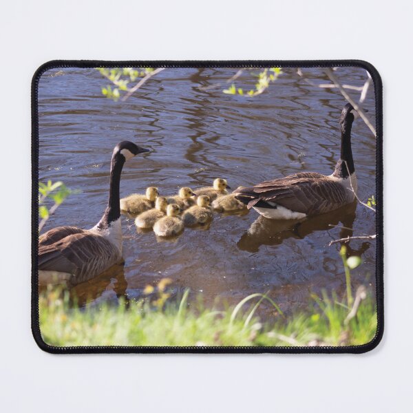 Item preview, Canada Geese with babies swimming designed and sold by Perspective Wings.