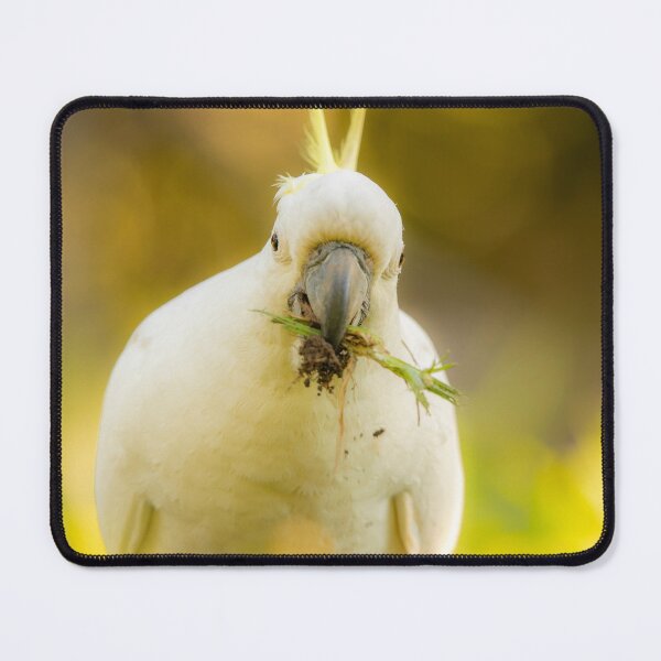 Item preview, Sulphur-crested cockatoo designed and sold by robdwildlife.