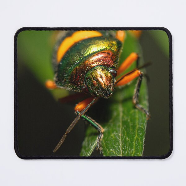 Item preview, Green Jewel Bug designed and sold by robdwildlife.