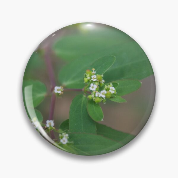 Item preview, Euphorbia genus designed and sold by ROSE ANN BANILAR.