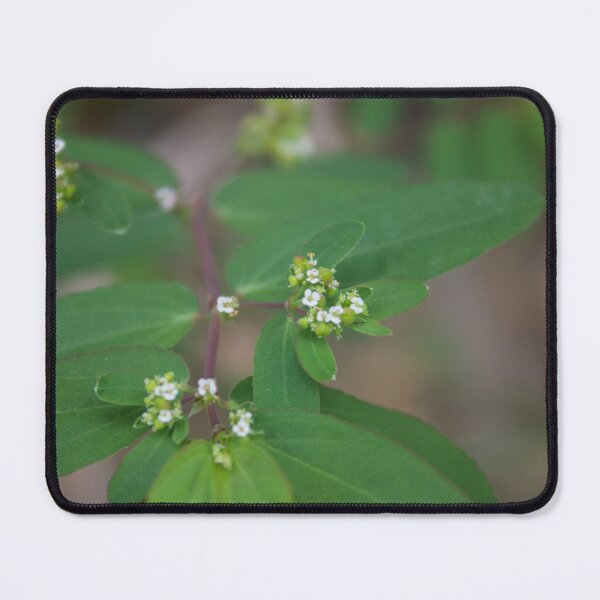 Item preview, Euphorbia genus designed and sold by ROSE ANN BANILAR.