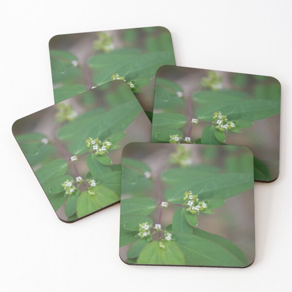 Item preview, Euphorbia genus designed and sold by ROSE ANN BANILAR.